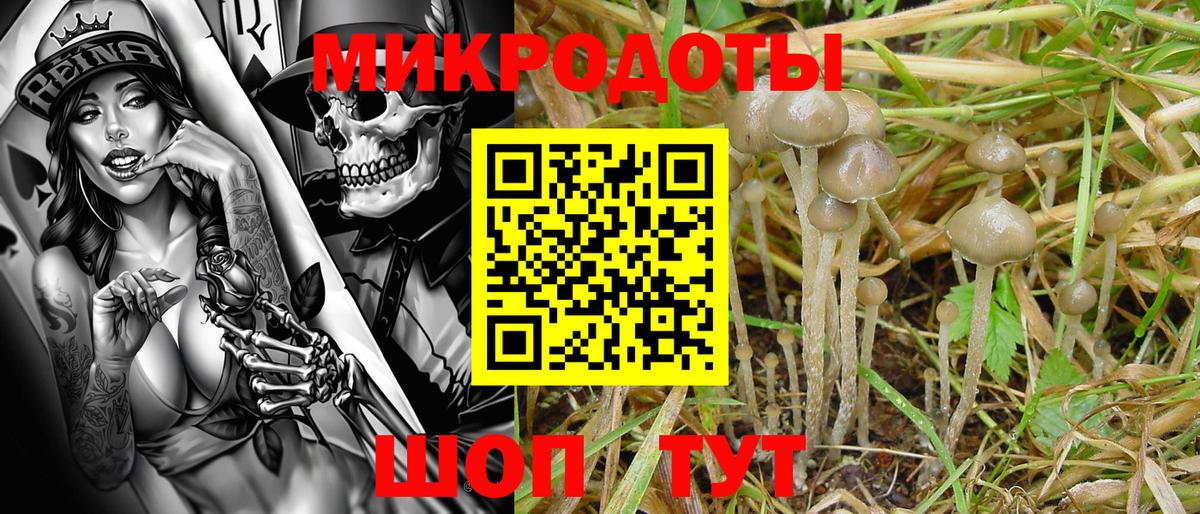 Псилоцибиновые грибы прущие грибы  Вход с VPN  Богданович 